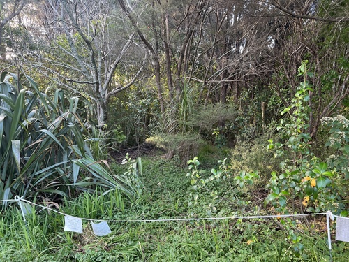Crocosmia × crocosmiiflora, photograph 4