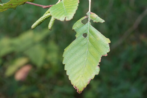 Alnus rubra, photograph 3