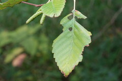 Alnus rubra, photograph (c) carbapple, some rights reserved (CC BY)
