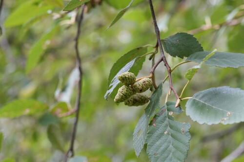 Alnus rubra, photograph 4