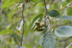 Alnus rubra, photograph (c) carbapple, some rights reserved (CC BY)