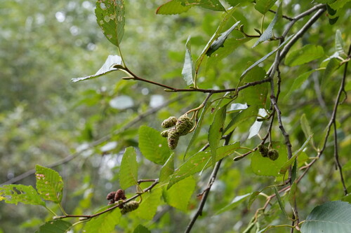 Alnus rubra, photograph 5