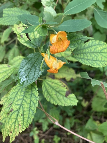 common jewelweed