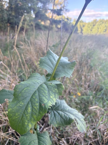 cup plant