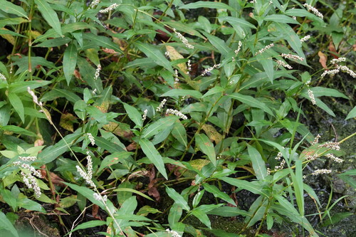 Persicaria hydropiperoides, photograph 5