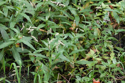 Persicaria hydropiperoides, photograph 6