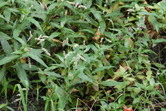 Persicaria hydropiperoides, photograph (c) carbapple, some rights reserved (CC BY)
