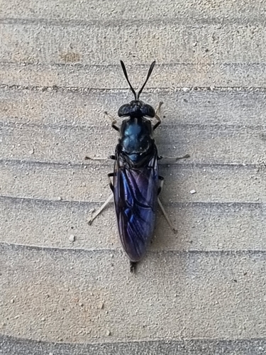 Black Soldier Fly