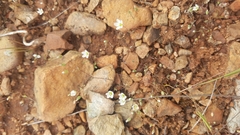 Sabulina californica