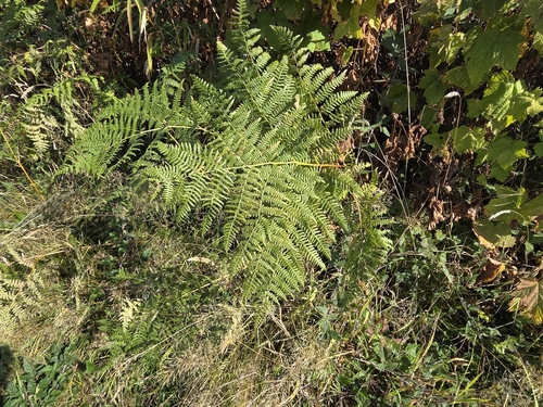 common bracken