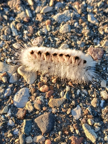 Hickory Tussock Moth