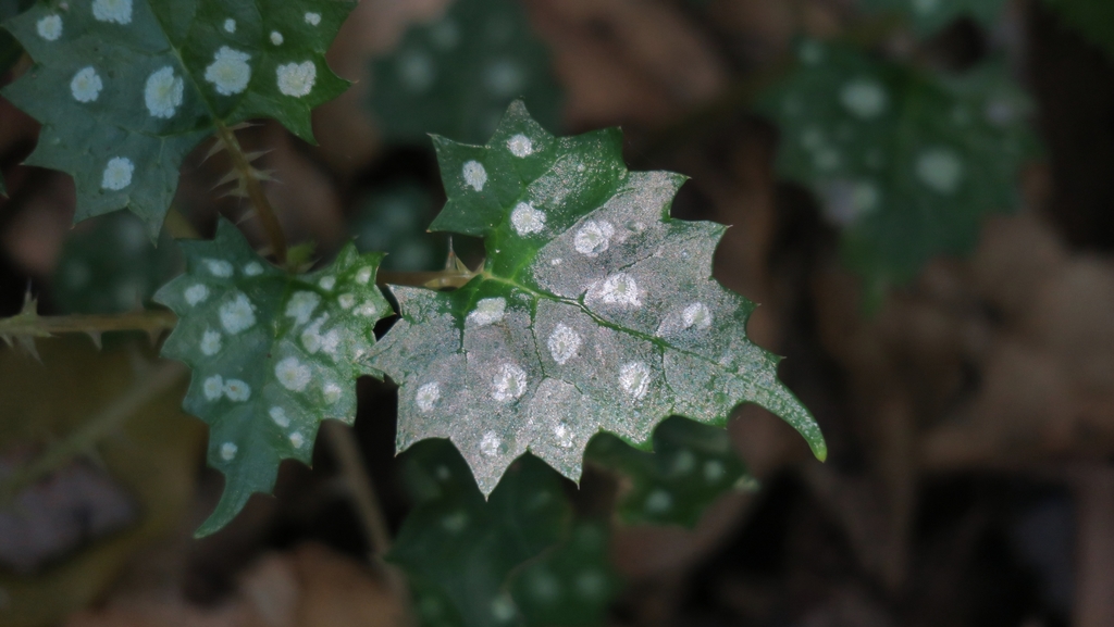 Spotty Nettle