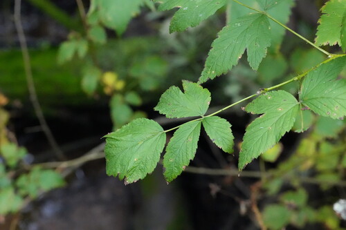 Rubus spectabilis, photograph 2