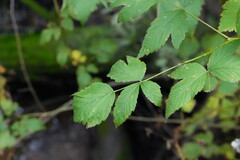 Rubus spectabilis, photograph (c) carbapple, some rights reserved (CC BY)