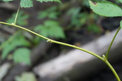 Rubus spectabilis, photograph (c) carbapple, some rights reserved (CC BY)