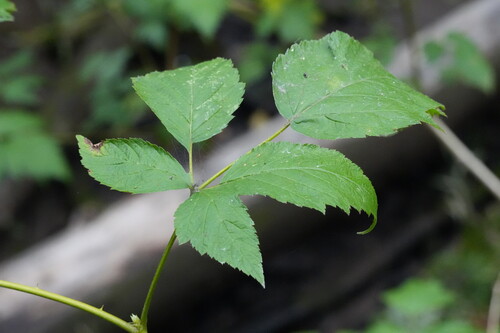Rubus spectabilis, photograph 4