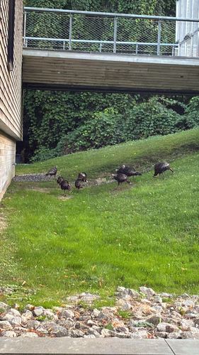 Wild Turkey