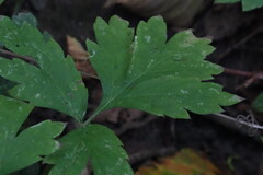 Hydrophyllum tenuipes, photograph (c) carbapple, some rights reserved (CC BY)