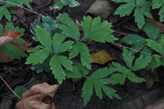 Hydrophyllum tenuipes