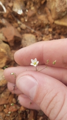 Sabulina californica