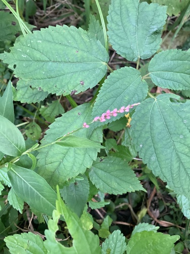 low smartweed