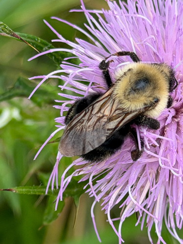 Lemon Cuckoo Bumble Bee