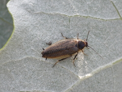 Ectobius erythronotus