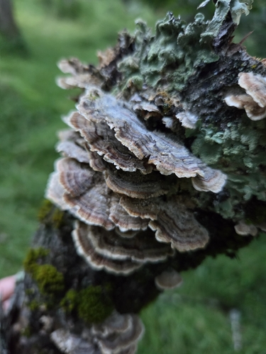 turkey-tail