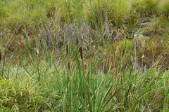 Typha latifolia, photograph (c) carbapple, some rights reserved (CC BY)