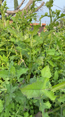 Verbesina crocata
