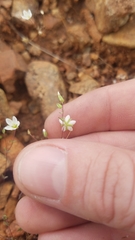 Sabulina californica