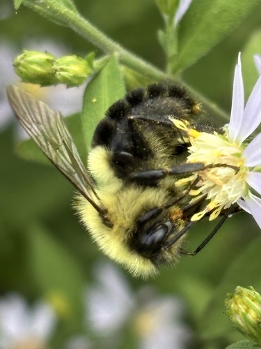 Common Eastern Bumble Bee