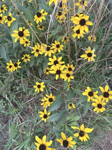 brown-eyed Susan