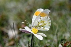 Anthocharis bieti