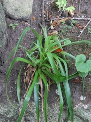 Luzula sylvatica, photograph (c) ikelman, some rights reserved (CC BY)