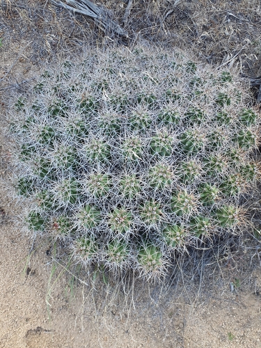 Mojave Kingcup Cactus