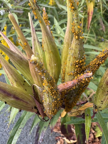 Oleander Aphid