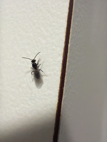 Difficult White-footed Ant photo 4