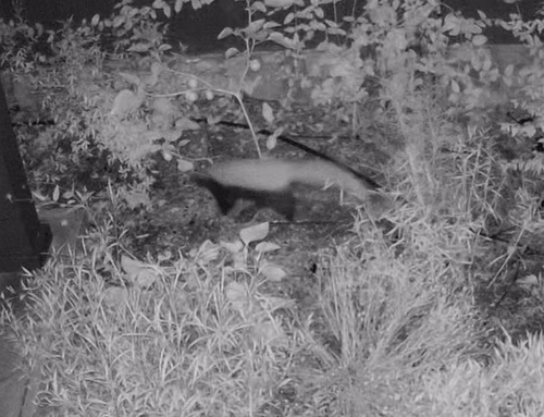 American Hog-nosed Skunk