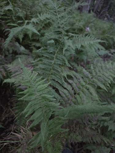 New York fern