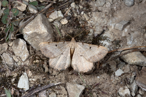 Bordered Grey