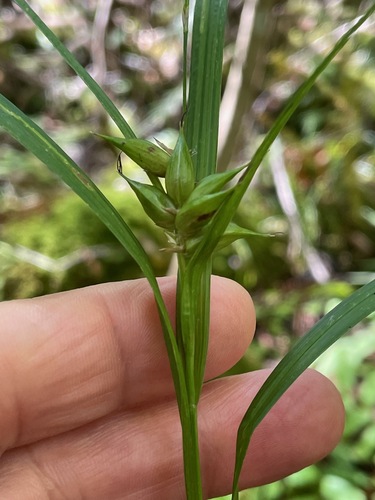Carex intumescens, photograph 6