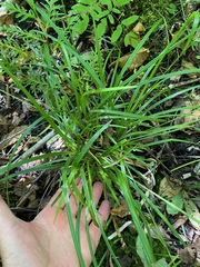 Carex intumescens, photograph (c) Tom Scavo, some rights reserved (CC BY)