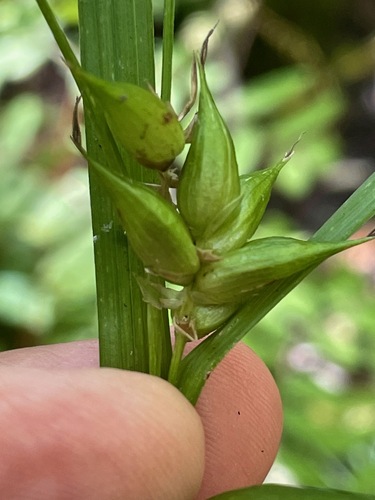 Carex intumescens