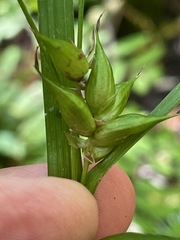 Carex intumescens