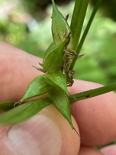 Carex intumescens, photograph 2