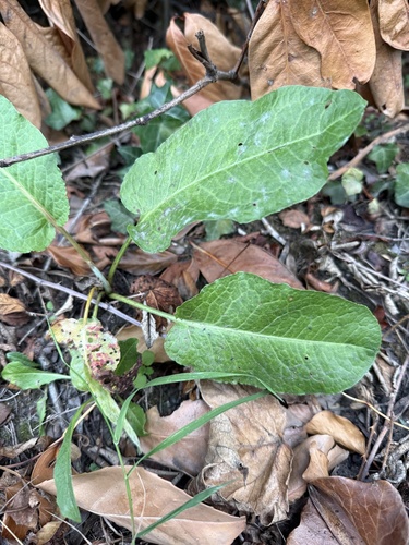 broad-leaved dock
