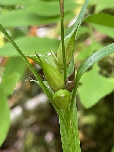 Carex intumescens, photograph 3