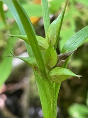 Carex intumescens, photograph (c) Tom Scavo, some rights reserved (CC BY)