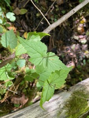 Mitella diphylla